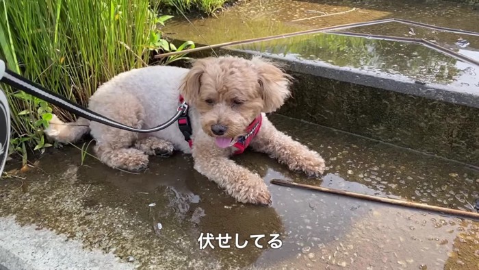 泥んこになって遊ぶハルちゃん