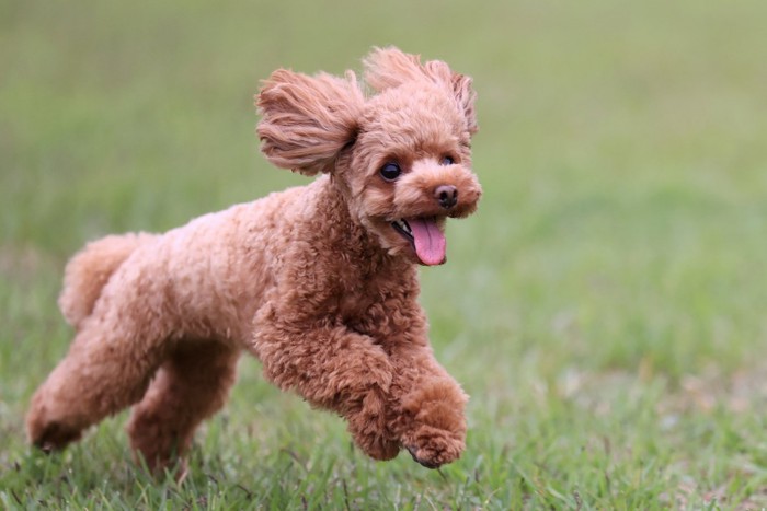 楽しそうに走る犬