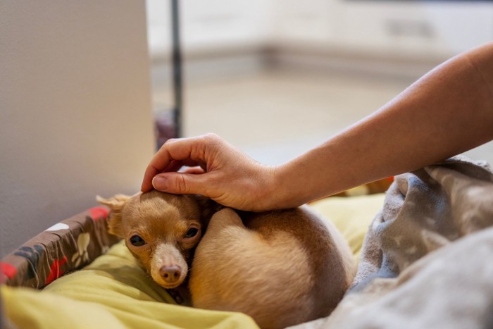 触られて怖がる子犬