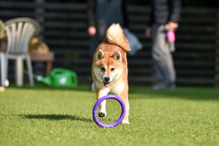 紫色のプラーを追いかける柴犬