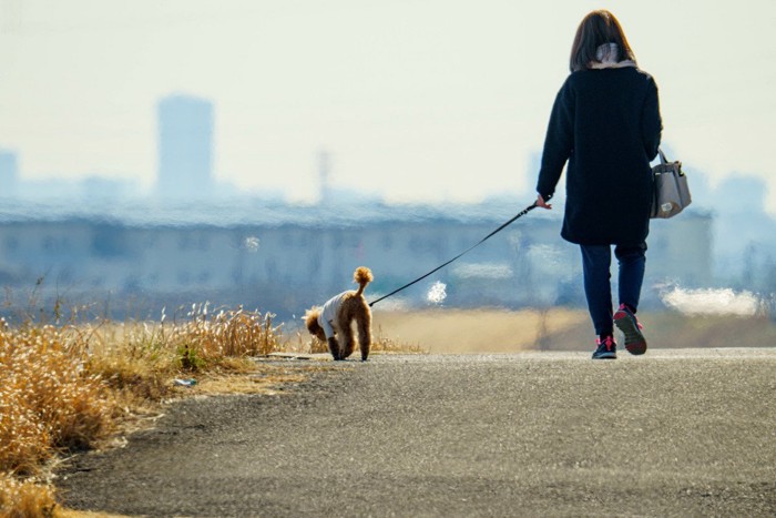 散歩中の犬