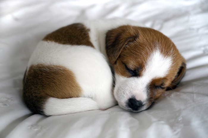 丸くなって寝る子犬