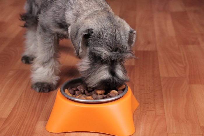 ご飯を食べる犬