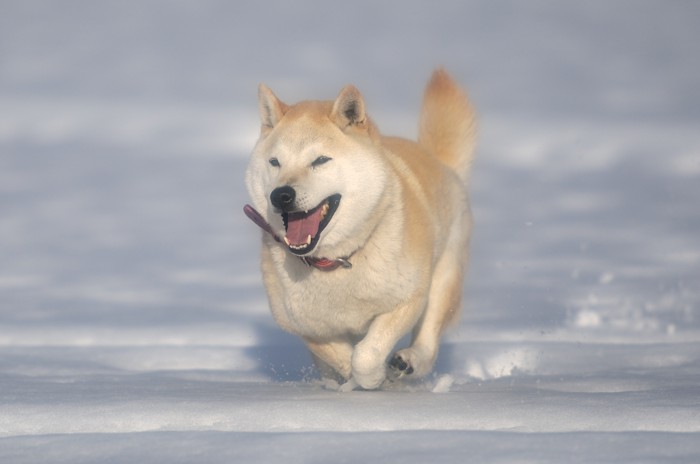 雪の中を走る柴犬