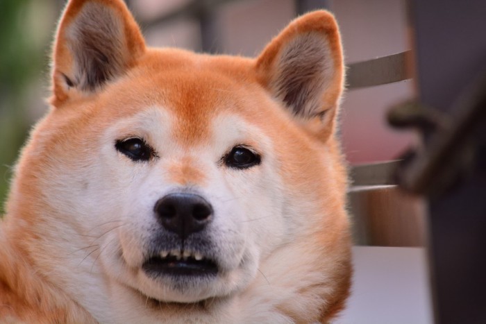 見つめる柴犬の顔のアップ