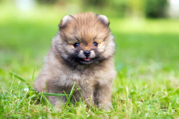 芝生、口周りが黒いポメラニアンの子犬