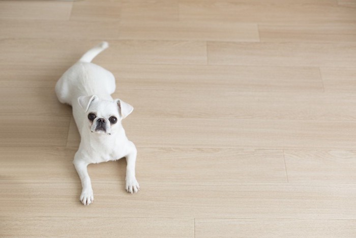 見つめる子犬