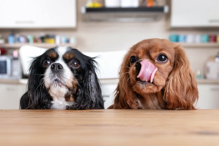 テーブルから顔をだして舌をだす二匹の犬