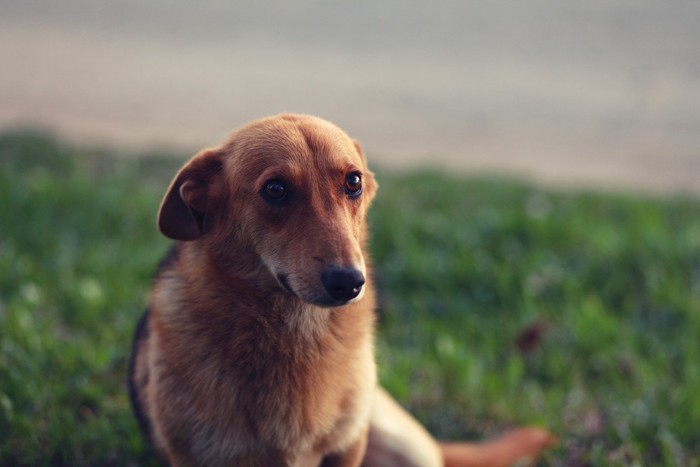 耳を倒した茶の犬