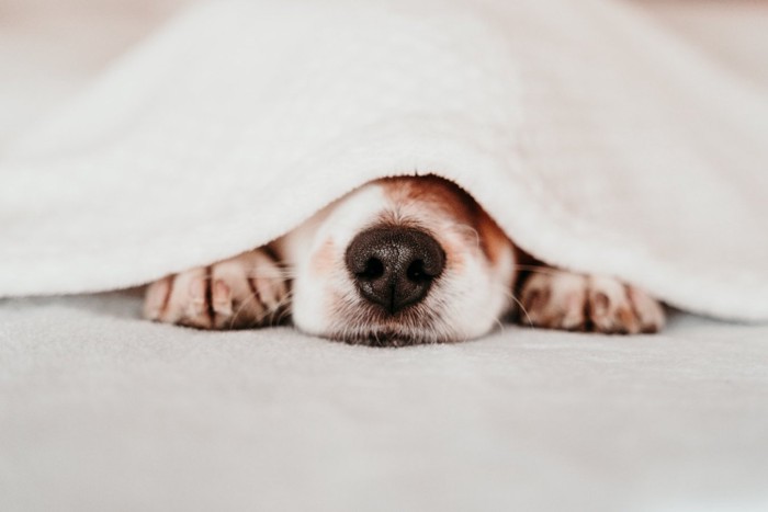 毛布をかぶって寝ている犬