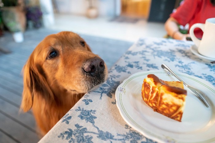 ケーキを狙うゴールデンレトリバー