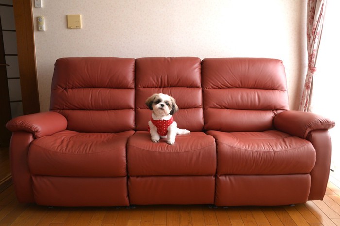 ソファーに座る犬