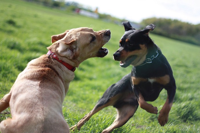 2匹の犬