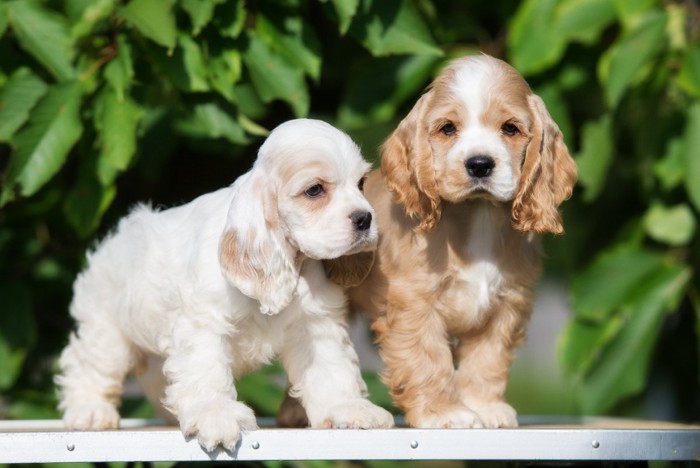 コッカプーの子犬