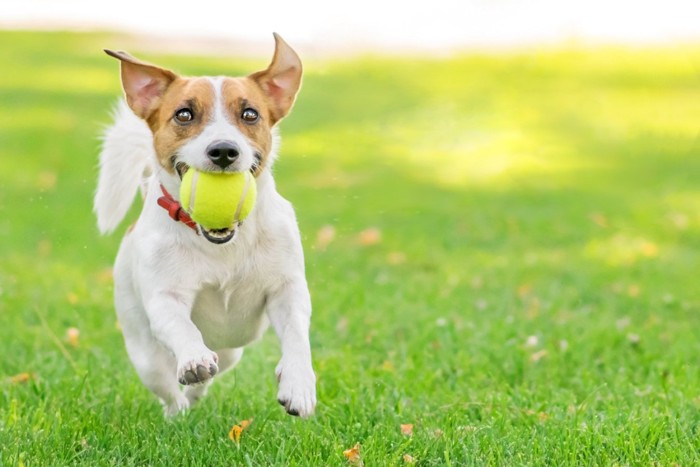 ボールを咥えて走る犬