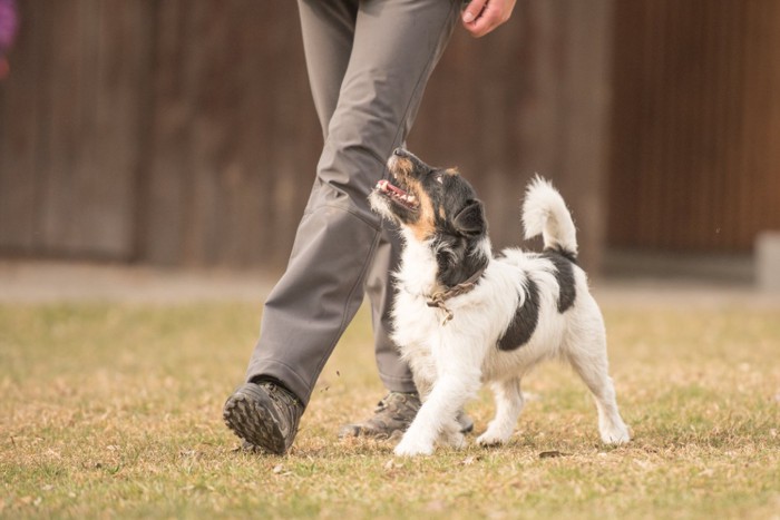 アイコンタクトを取りながら隣を歩く犬