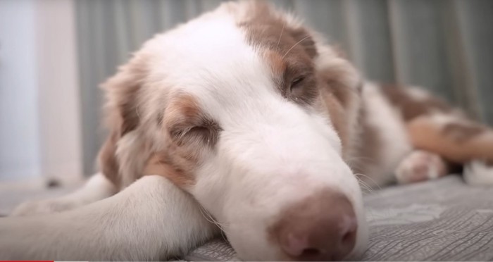 寝ている犬のアップ