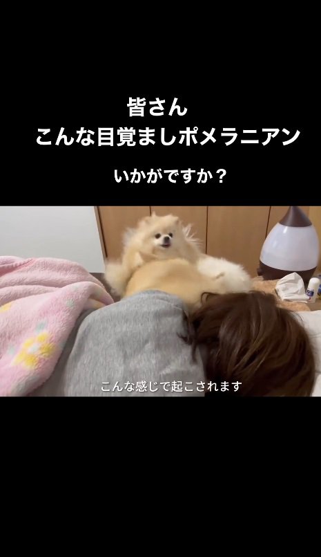 ふわもこ団が突進してくる！