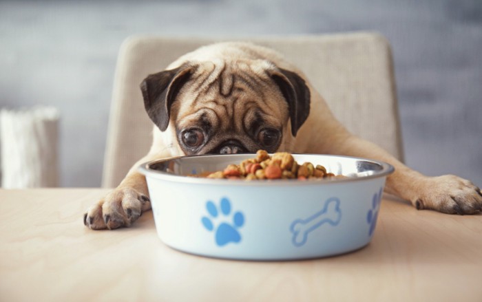 食事をする犬