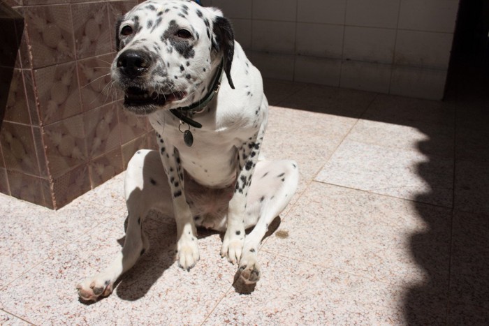 床にお尻をこすりつける犬