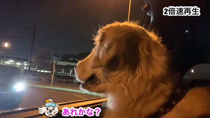 車を見る大型犬