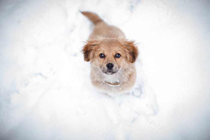 見上げる犬