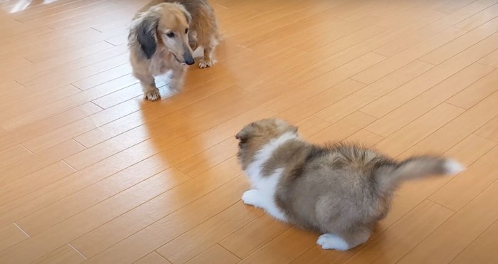 遊びに誘う子犬とダックス