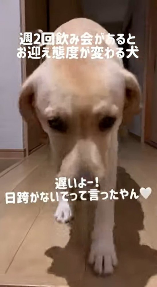 犬のアップ