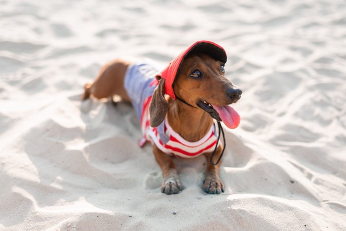 砂浜で帽子をかぶった犬