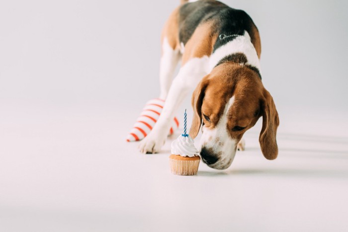 においを嗅ぐ犬