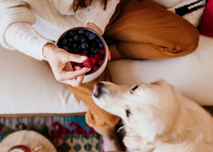 犬にラズベリーを食べさせようとしている女性