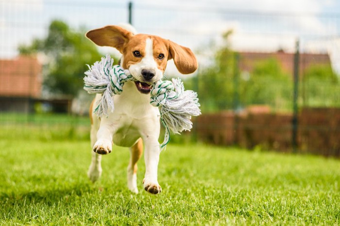 ロープのおもちゃを咥えて走る犬