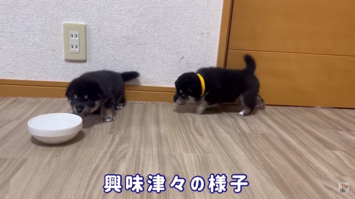 お皿が気になる黒柴子犬