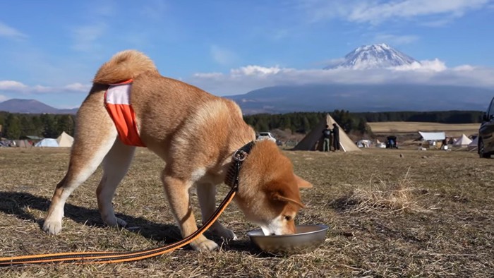 富士山を背景に食事する久兵衛くん