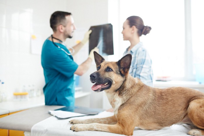 獣医師と話す飼い主と待っている犬