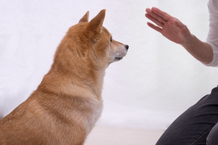 待てをする柴犬