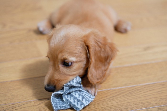 布を噛んでいる子犬