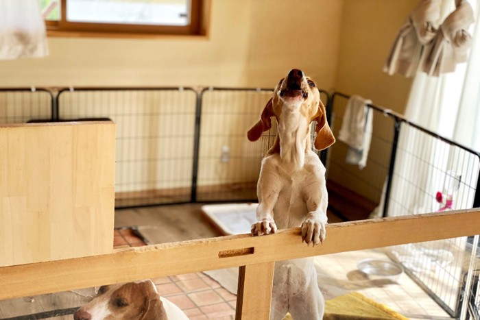 サークルの中で吠える犬