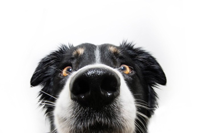 鼻水がついた犬の鼻のアップ