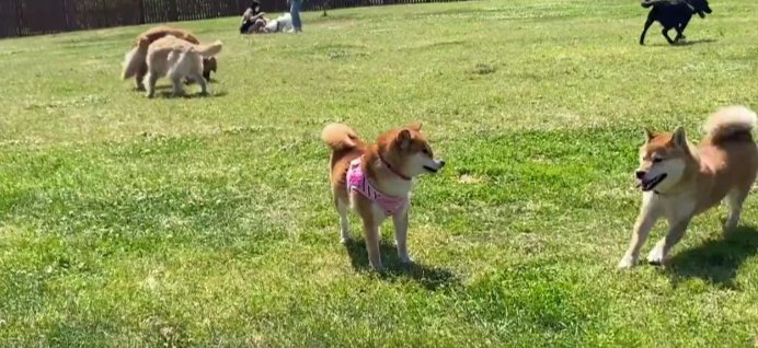 通りかかる柴犬さん