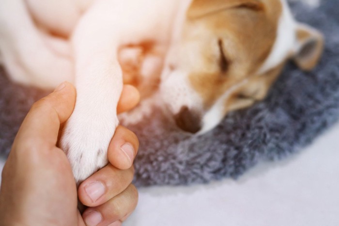 眠る犬の手を握る人の手