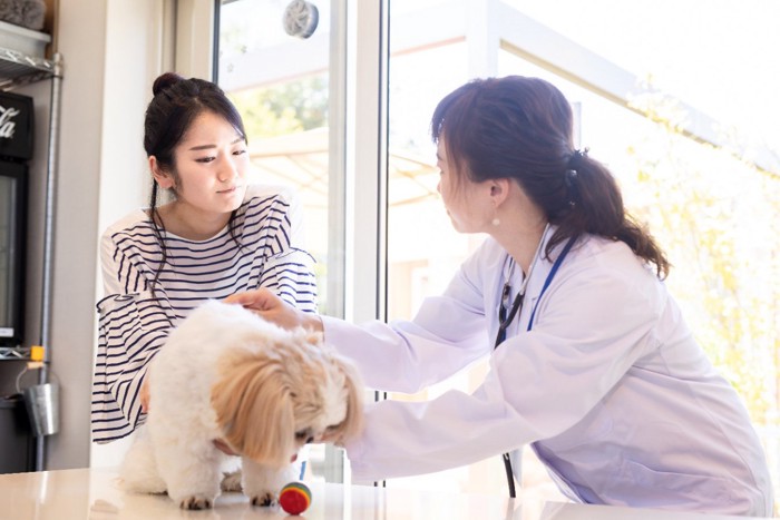 獣医師に犬を診てもらう