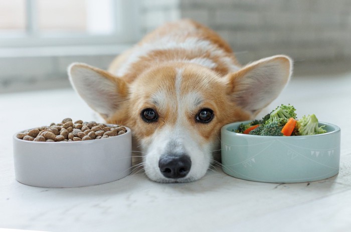 ご飯皿の間に顔を挟む犬