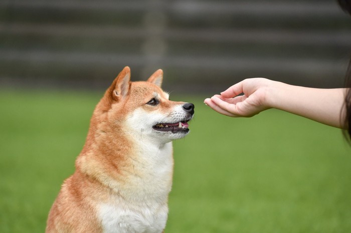 手からおやつをもらう柴犬