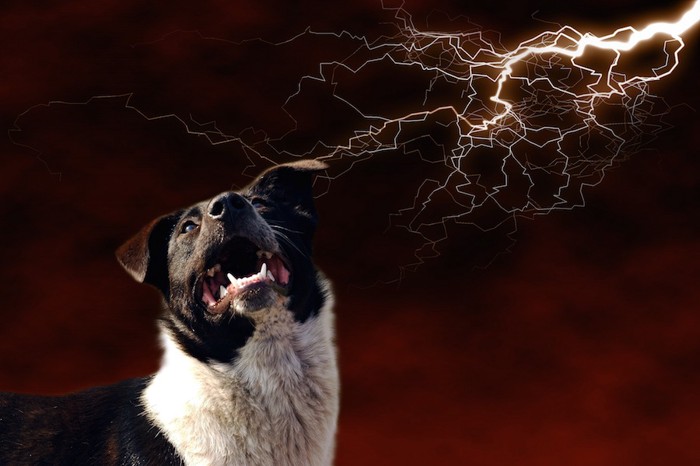 雷の光と音におびえる犬