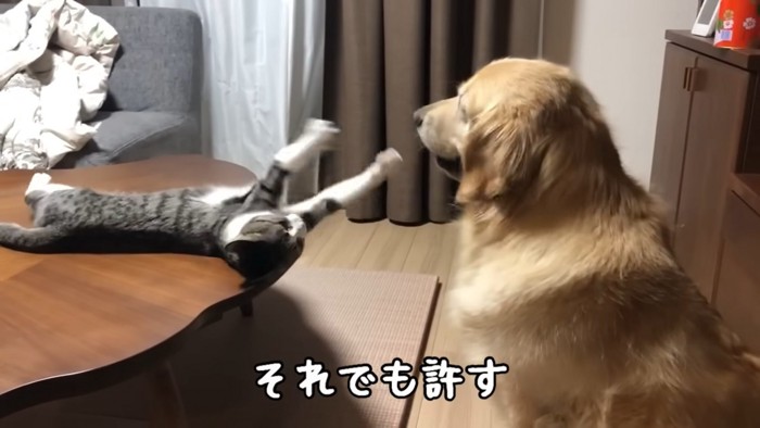 両手を出す猫と座る犬