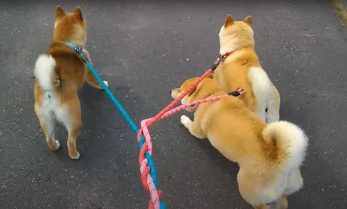 リードが絡まっている犬