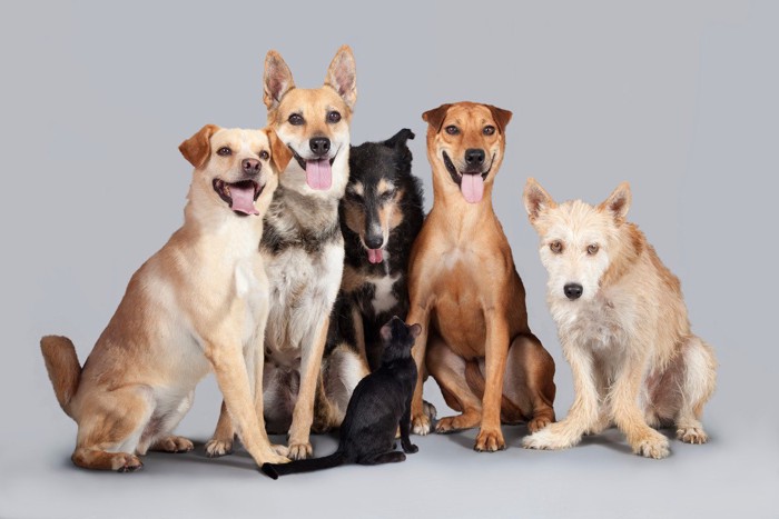 里親募集の犬達