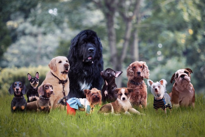 さまざまな体格の犬