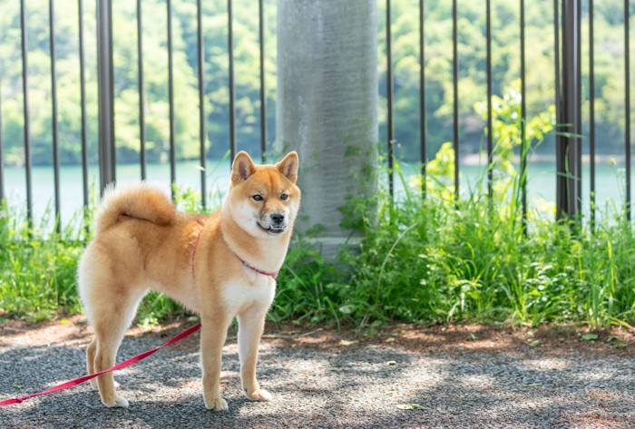 散歩している柴犬